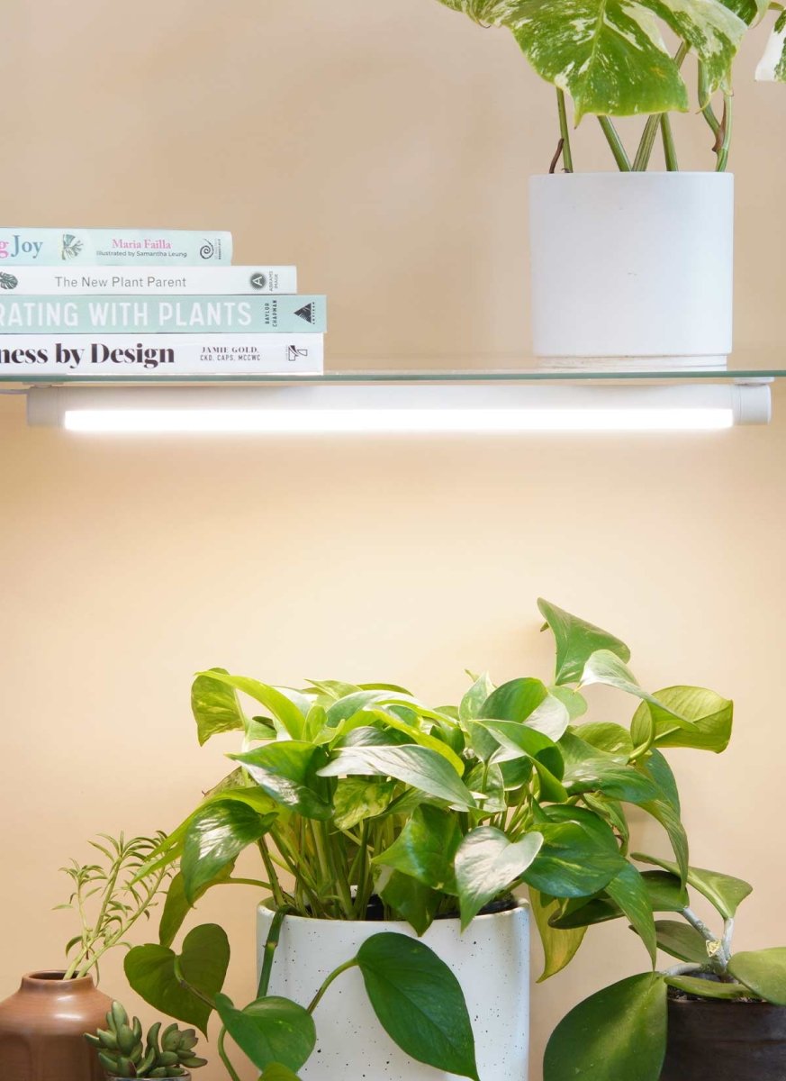 Grove™ LED Grow Light Indoor Plant - Mental Houseplants™