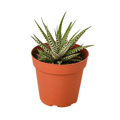 Haworthia 'Zebra' Indoor Plant - Mental Houseplants™