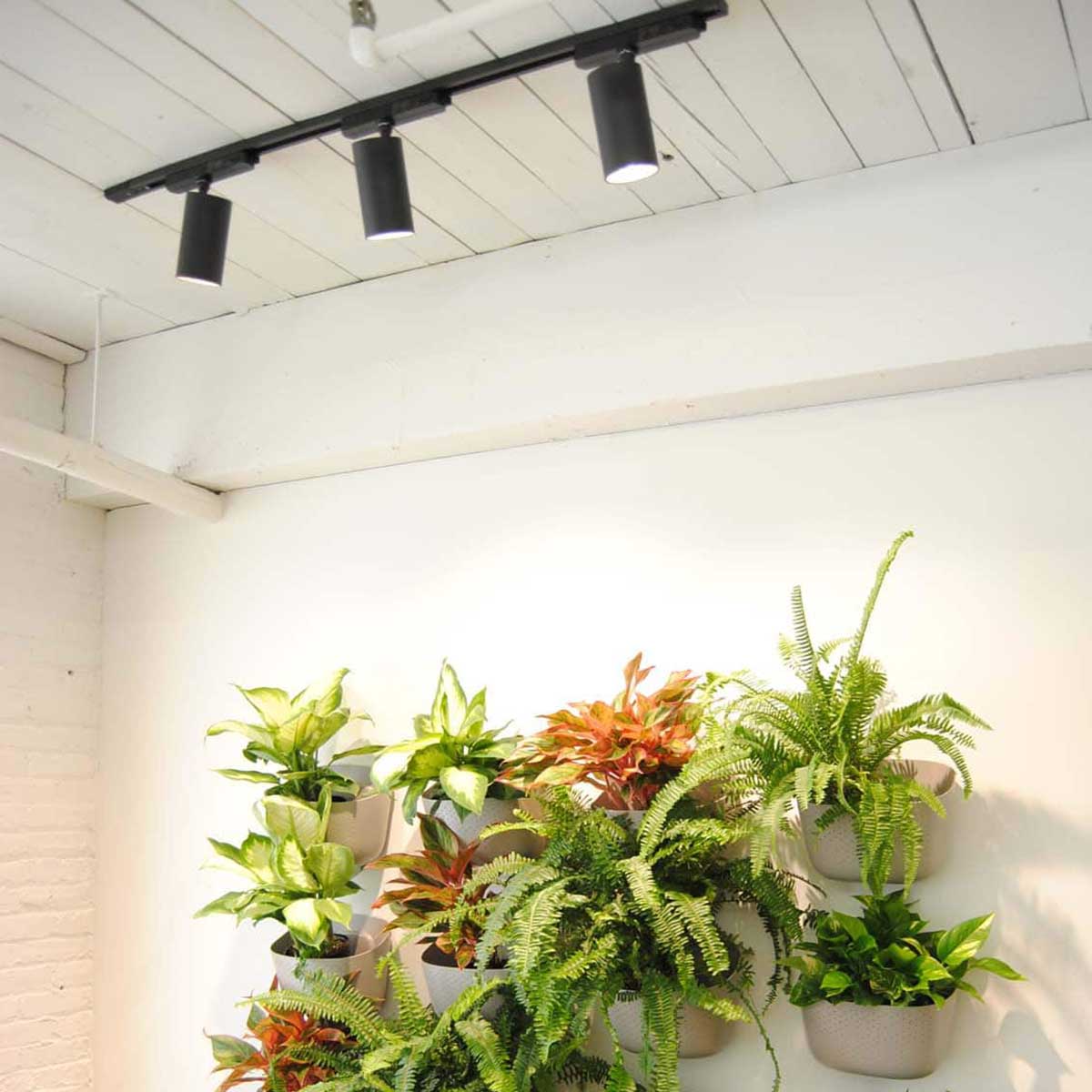 Highland™ - Light Only Indoor Plant - Mental Houseplants™