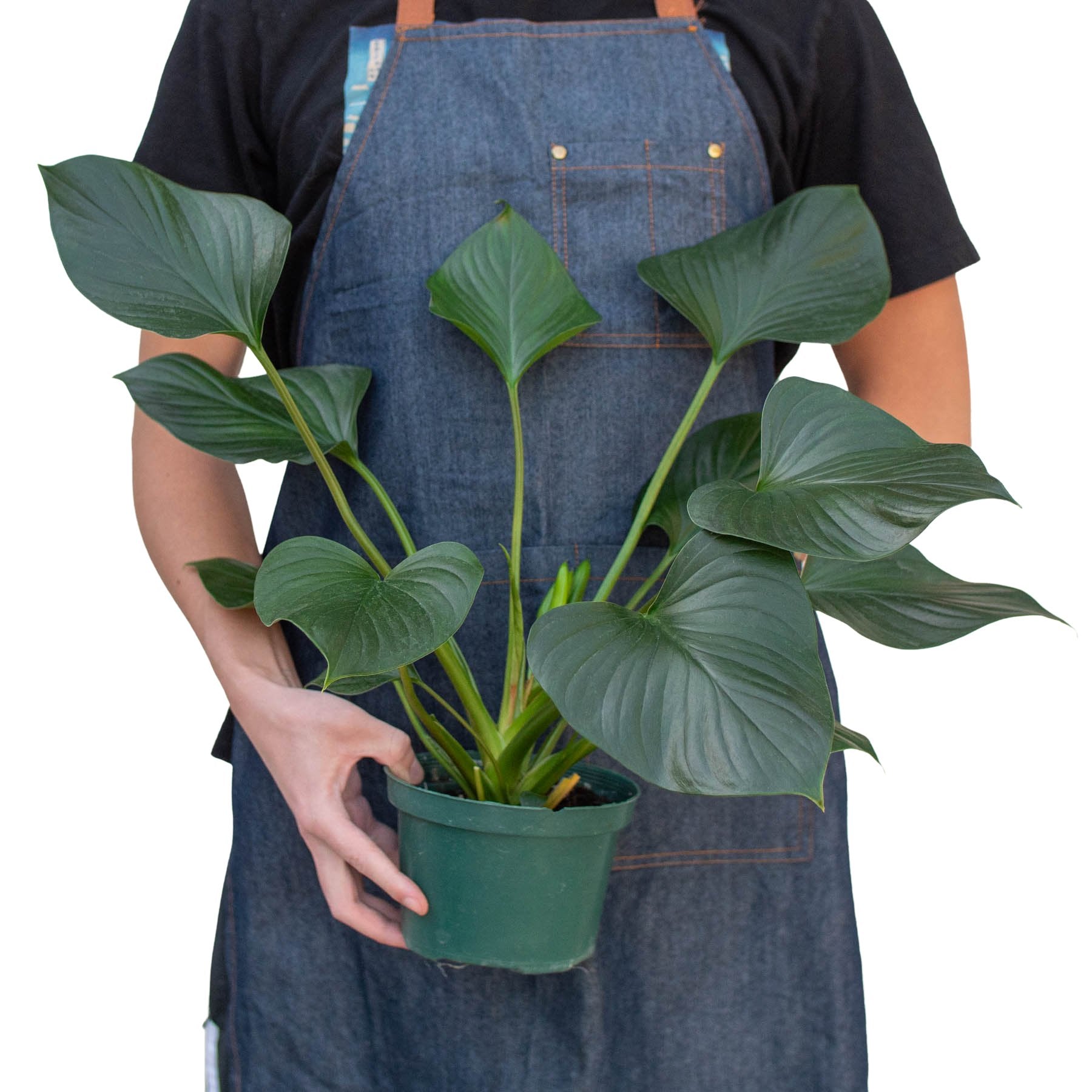 Homalomena 'Emerald Gem' Indoor Plant - Mental Houseplants™