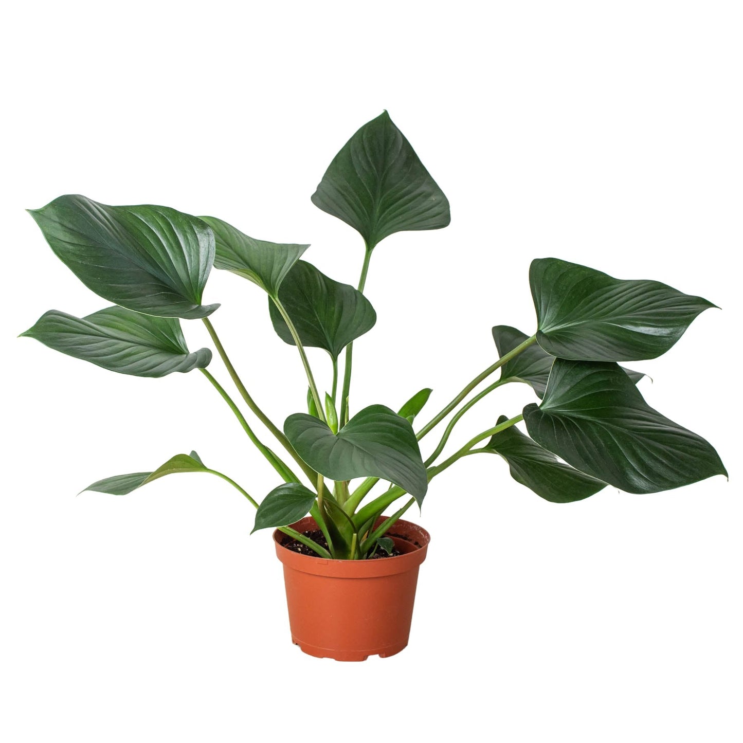 Homalomena 'Emerald Gem' Indoor Plant - Mental Houseplants™