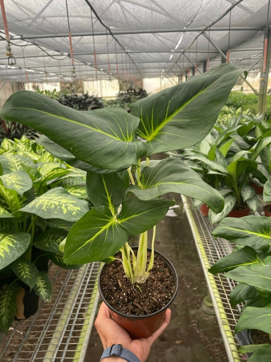 Homalomena 'Green Velvet' Indoor Plant - Mental Houseplants™