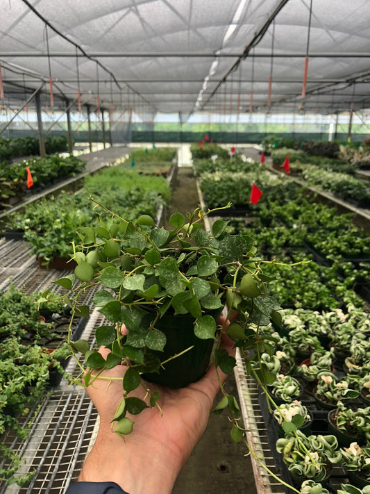 Hoya 'Aloha' Indoor Plant - Mental Houseplants™