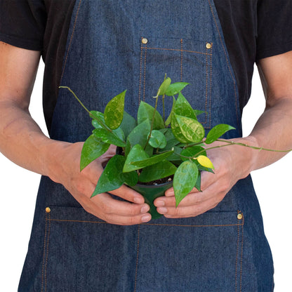 Hoya 'Black Margin' Indoor Plant - Mental Houseplants™