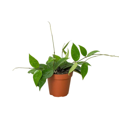 Hoya 'Black Margin' Indoor Plant - Mental Houseplants™
