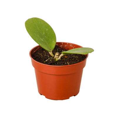 Hoya 'Honey' Indoor Plant - Mental Houseplants™