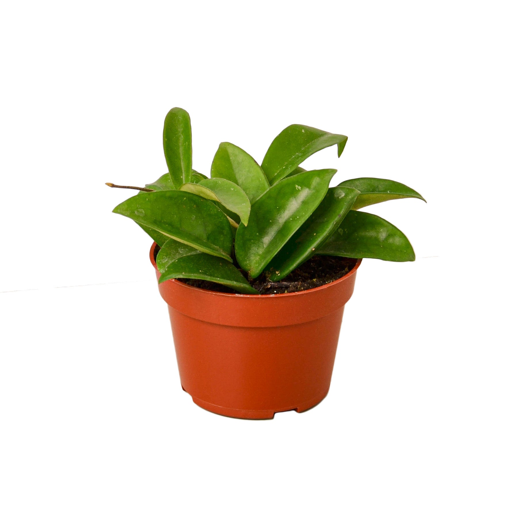 Hoya 'Porcelain Flower' Indoor Plant - Mental Houseplants™