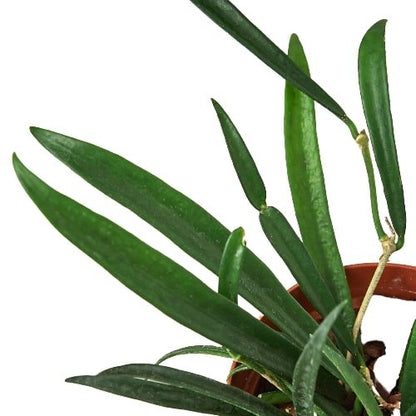 Hoya 'String Bean' Indoor Plant - Mental Houseplants™