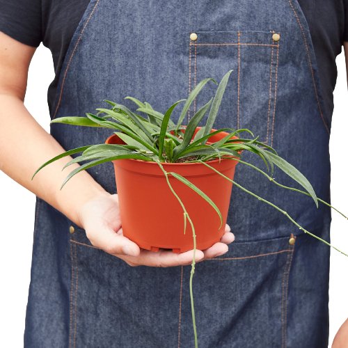 Hoya 'String Bean' Indoor Plant - Mental Houseplants™