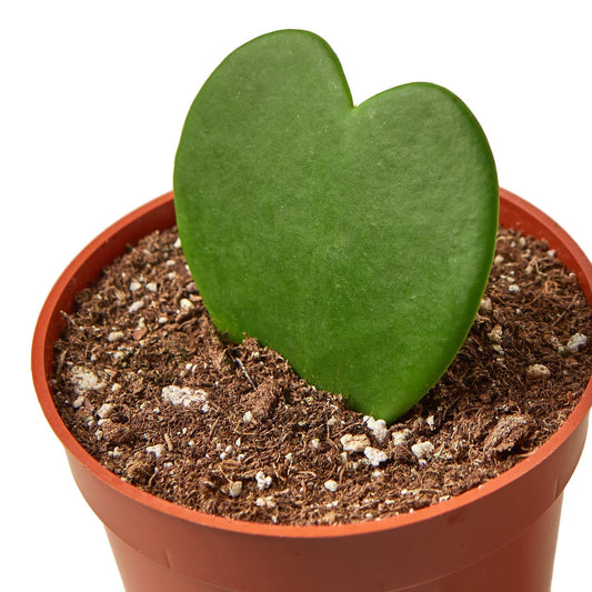 Hoya 'Sweetheart' Indoor Plant - Mental Houseplants™