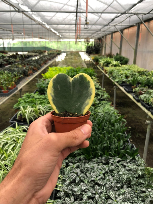 Hoya 'Sweetheart Variegated' Indoor Plant - Mental Houseplants™
