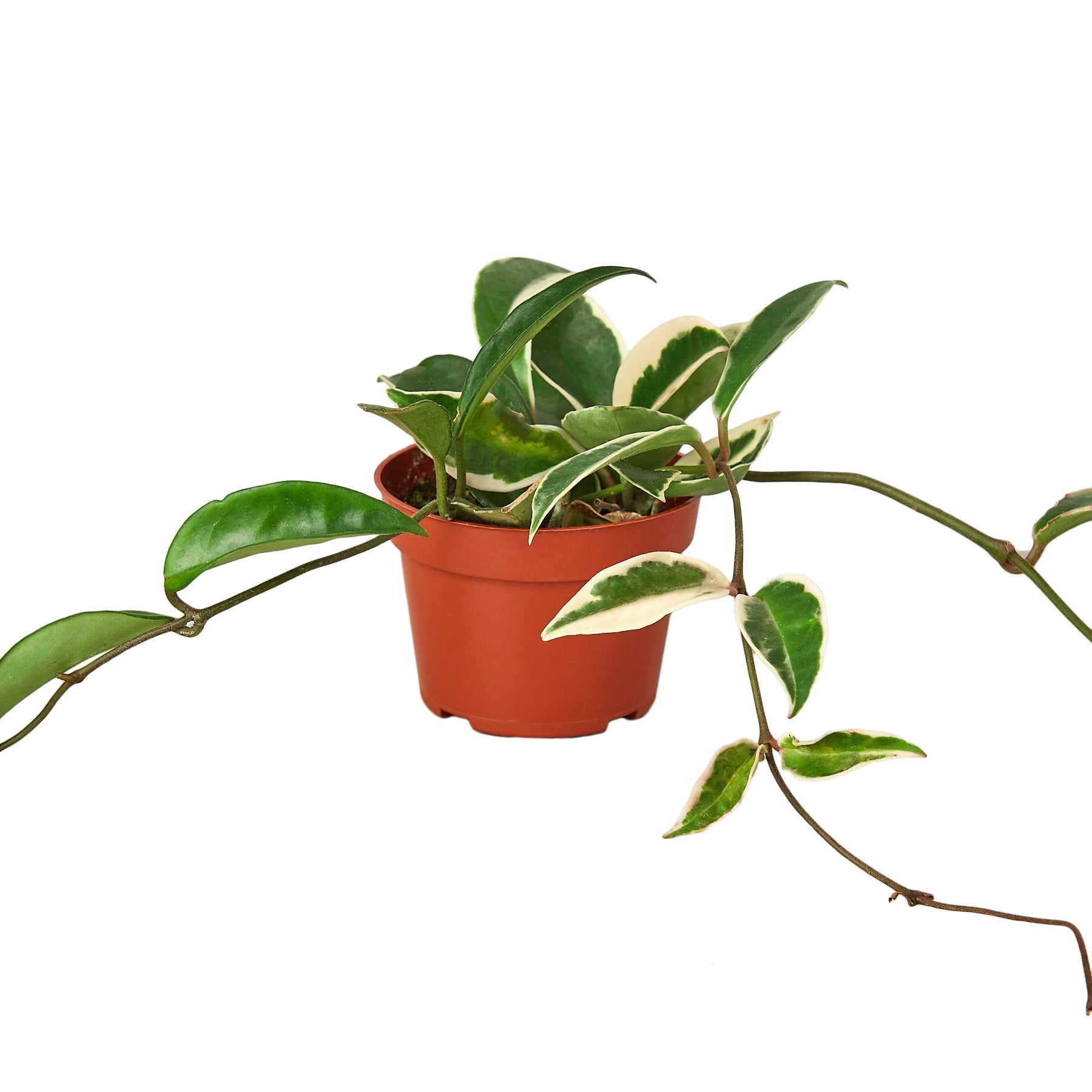 Hoya 'Tricolor' Indoor Plant - Mental Houseplants™