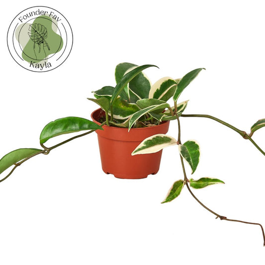 Hoya 'Tricolor' Indoor Plant - Mental Houseplants™