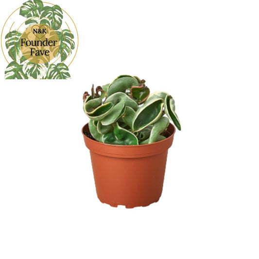 Hoya 'Variegated Rope Plant' Indoor Plant - Mental Houseplants™