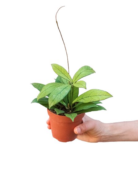 Hoya 'Waxplant' Indoor Plant - Mental Houseplants™