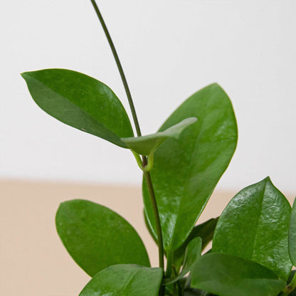 Hoya 'Waxvine' Indoor Plant - Mental Houseplants™
