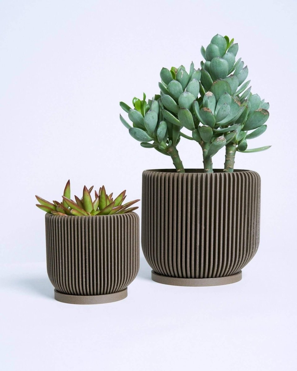 IONIC™ Brown Succulent Pot Indoor Plant - Mental Houseplants™