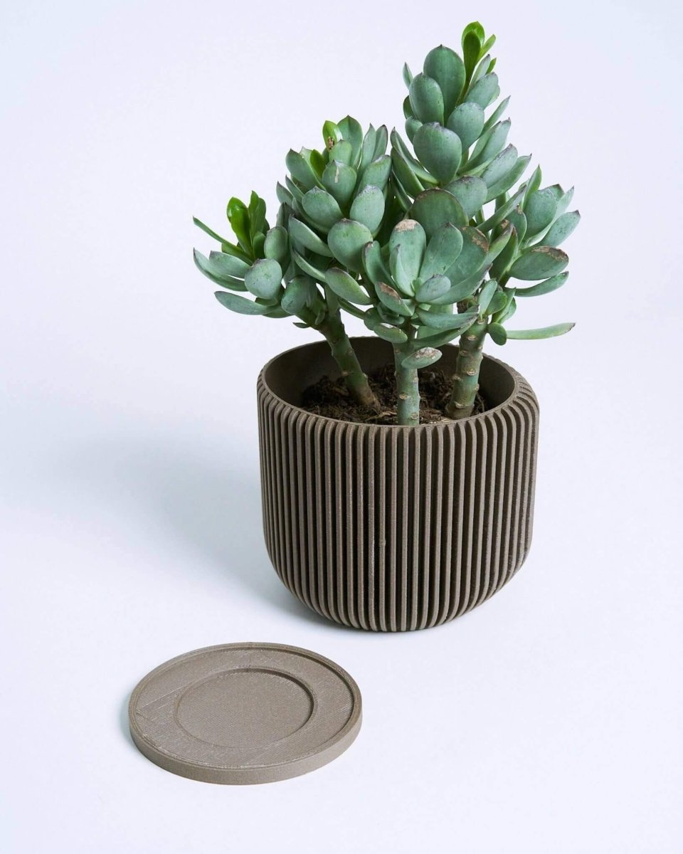 IONIC™ Brown Succulent Pot Indoor Plant - Mental Houseplants™