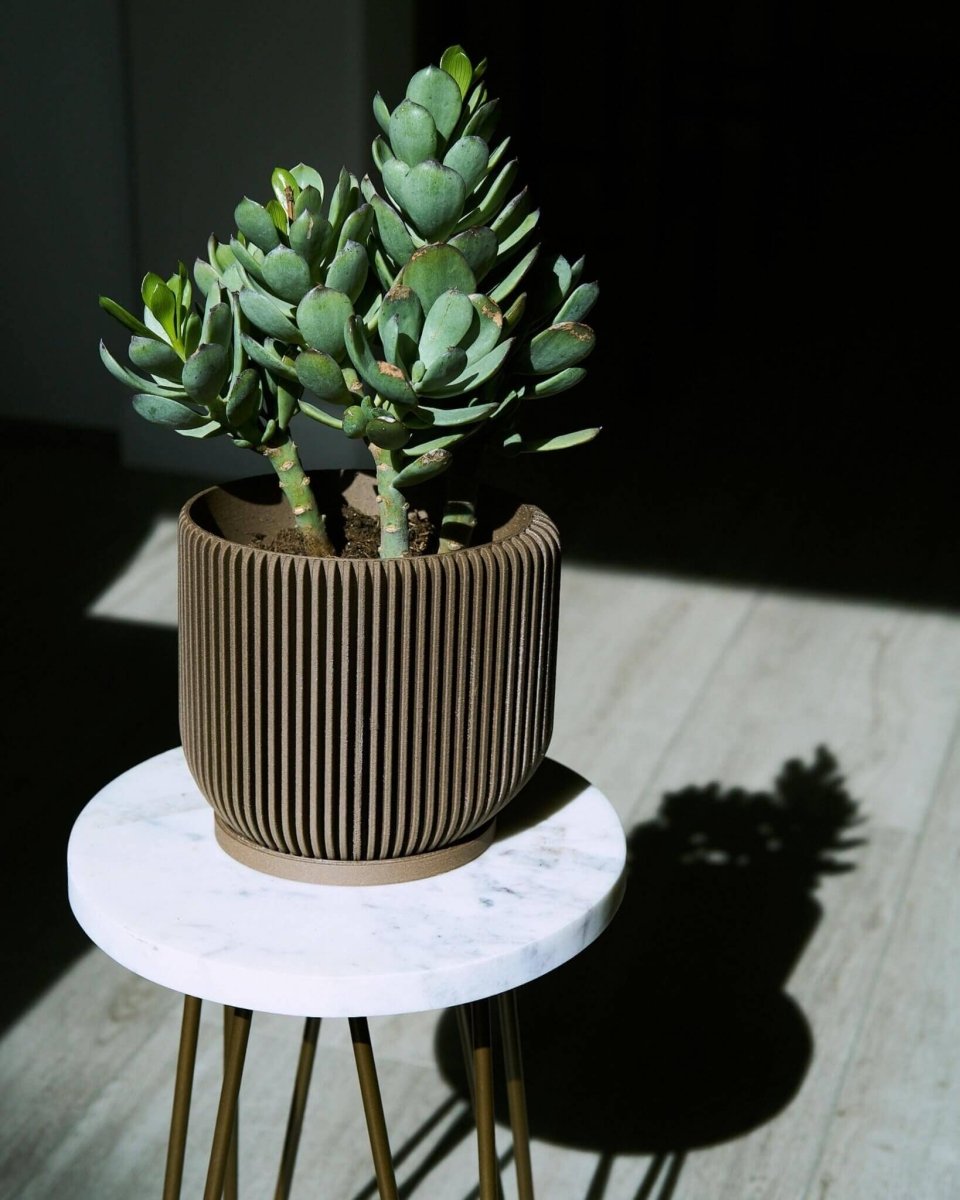 IONIC™ Brown Succulent Pot Indoor Plant - Mental Houseplants™