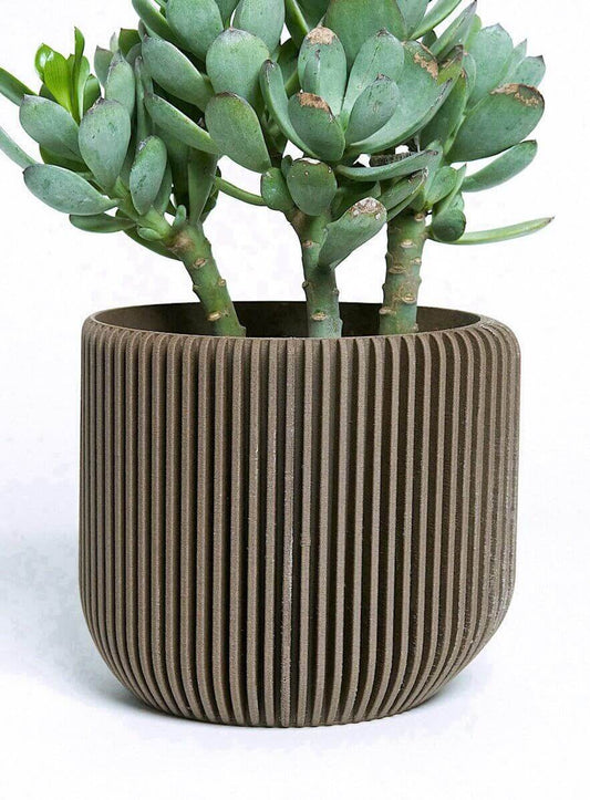 IONIC™ Brown Succulent Pot Indoor Plant - Mental Houseplants™