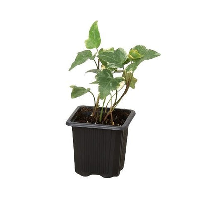 Ivy 'Glacier' Indoor Plant - Mental Houseplants™