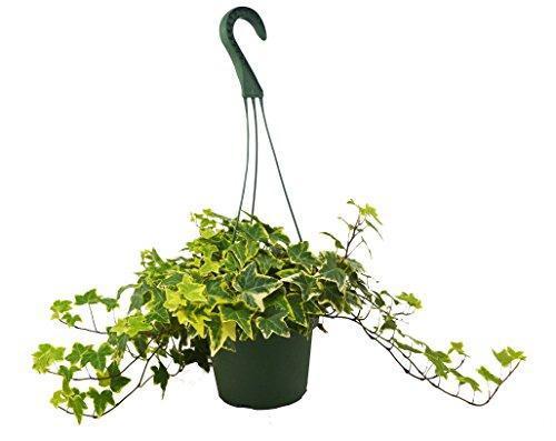 Ivy 'Gold Child' Indoor Plant - Mental Houseplants™