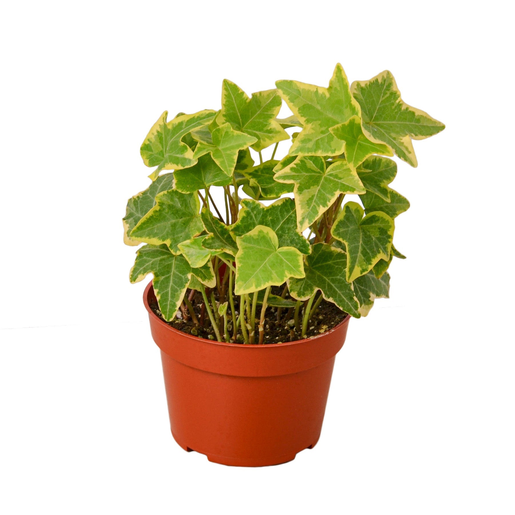 Ivy 'Gold Child' Indoor Plant - Mental Houseplants™