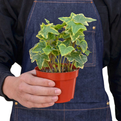 Ivy 'Gold Child' Indoor Plant - Mental Houseplants™