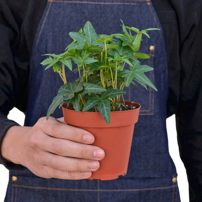 Ivy 'Green California' Indoor Plant - Mental Houseplants™