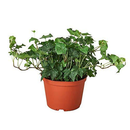 Ivy 'Green California' Indoor Plant - Mental Houseplants™