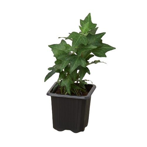 Ivy 'Green California' Indoor Plant - Mental Houseplants™