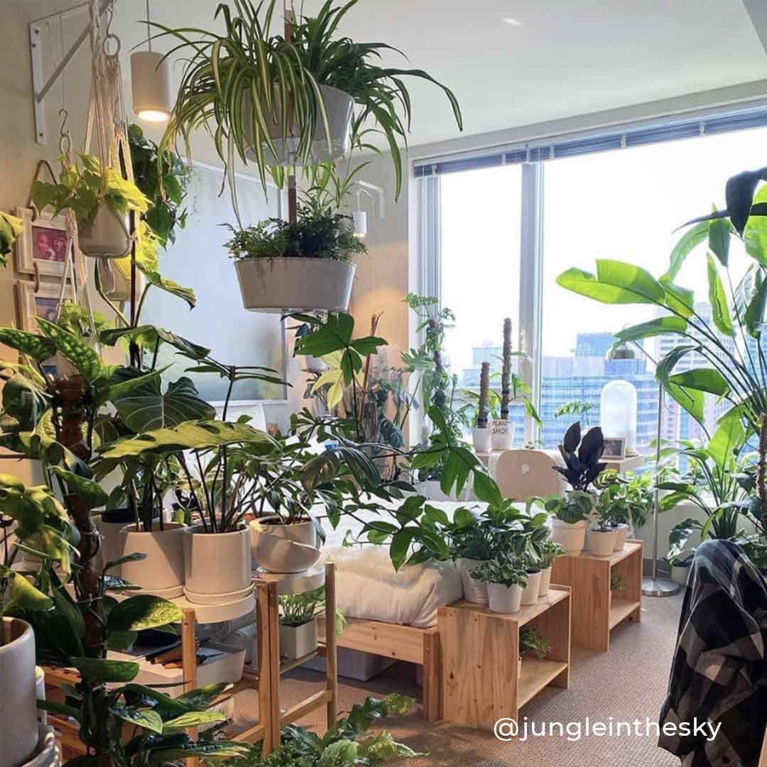 Large Aspect™ Grow Light Gift Set Indoor Plant - Mental Houseplants™
