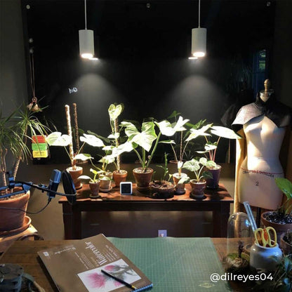 Large Aspect™ Grow Light Gift Set Indoor Plant - Mental Houseplants™
