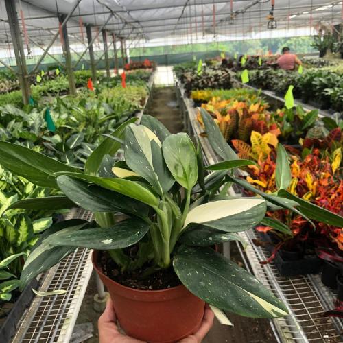 Monstera 'Aurea Variegata' Indoor Plant - Mental Houseplants™
