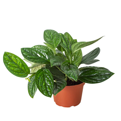 Monstera 'Peru' Indoor Plant - Mental Houseplants™