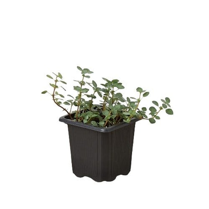 Nettle 'Silver Sparkle' Indoor Plant - Mental Houseplants™