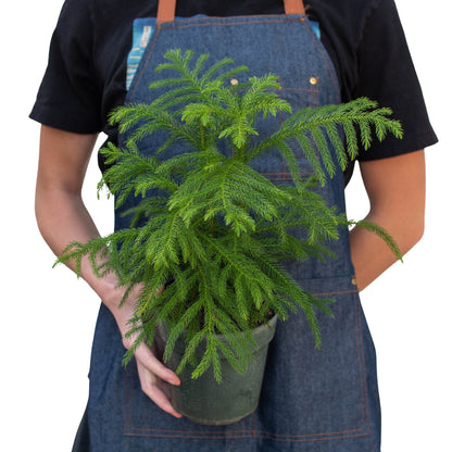 Norfolk Island Pine Indoor Plant - Mental Houseplants™