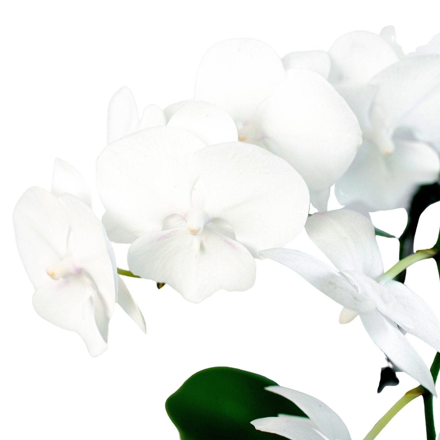 Orchid 'White Phalaenopsis' Indoor Plant - Mental Houseplants™