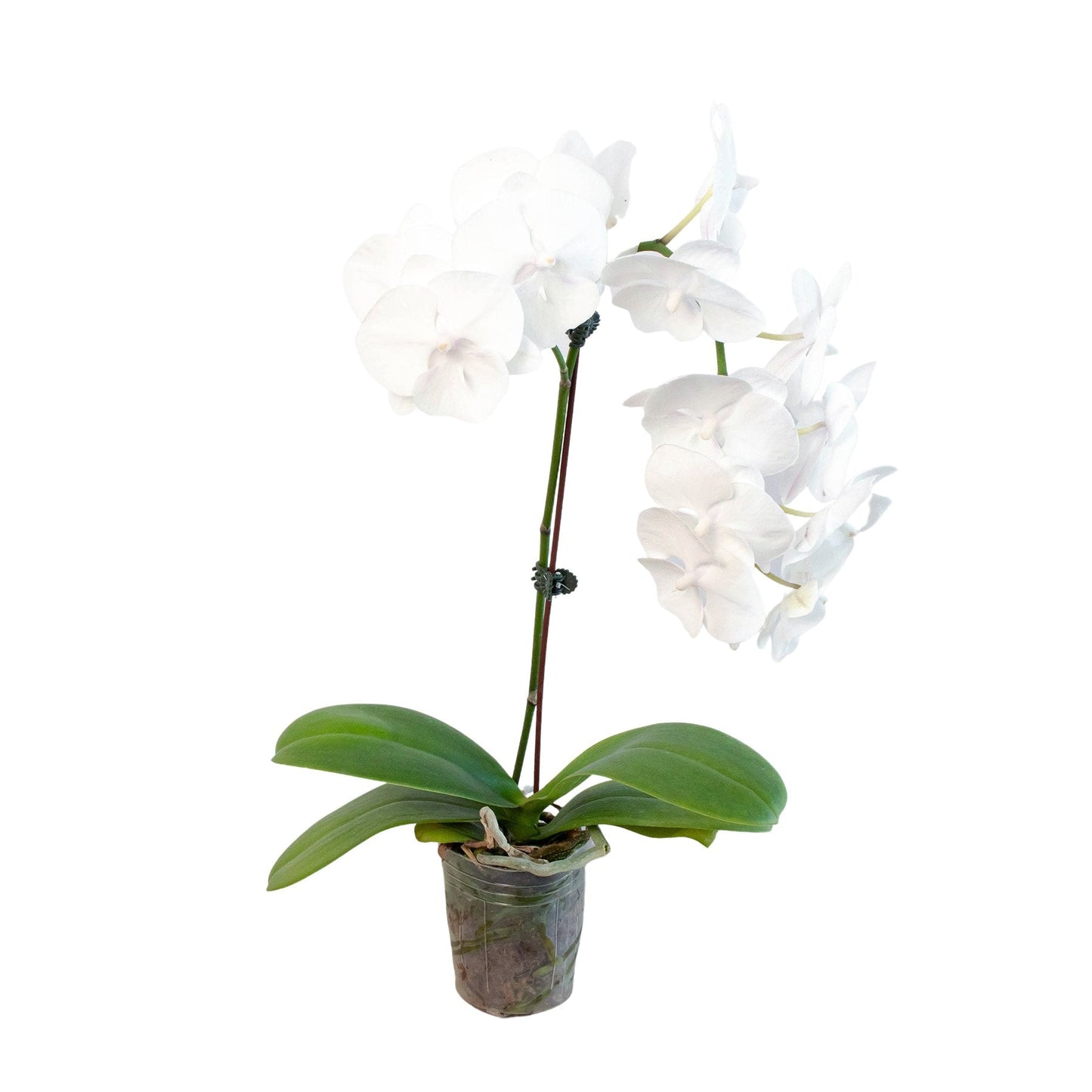 Orchid 'White Phalaenopsis' Indoor Plant - Mental Houseplants™