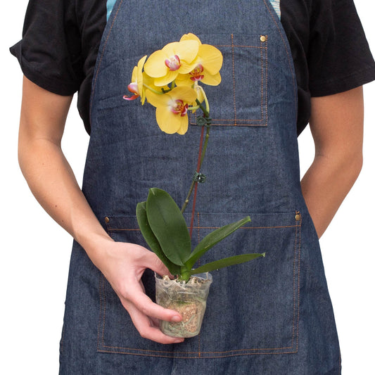 Orchid 'Yellow Phalaenopsis' Indoor Plant - Mental Houseplants™
