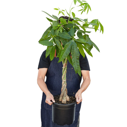 Pachira 'Braided Money Tree' Indoor Plant - Mental Houseplants™