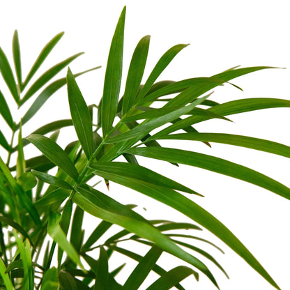 Palm 'Parlor' Indoor Plant - Mental Houseplants™