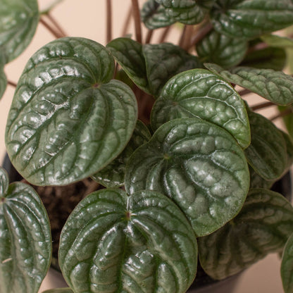 Peperomia 'Burbella' Indoor Plant - Mental Houseplants™