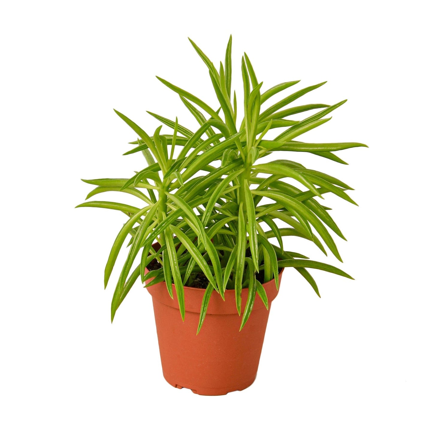 Peperomia 'Green Bean' Indoor Plant - Mental Houseplants™