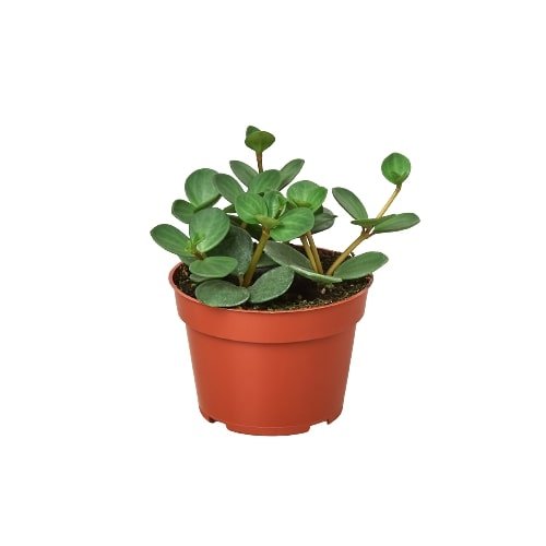 Peperomia 'Hope' - 4" Pot Indoor Plant - Mental Houseplants™