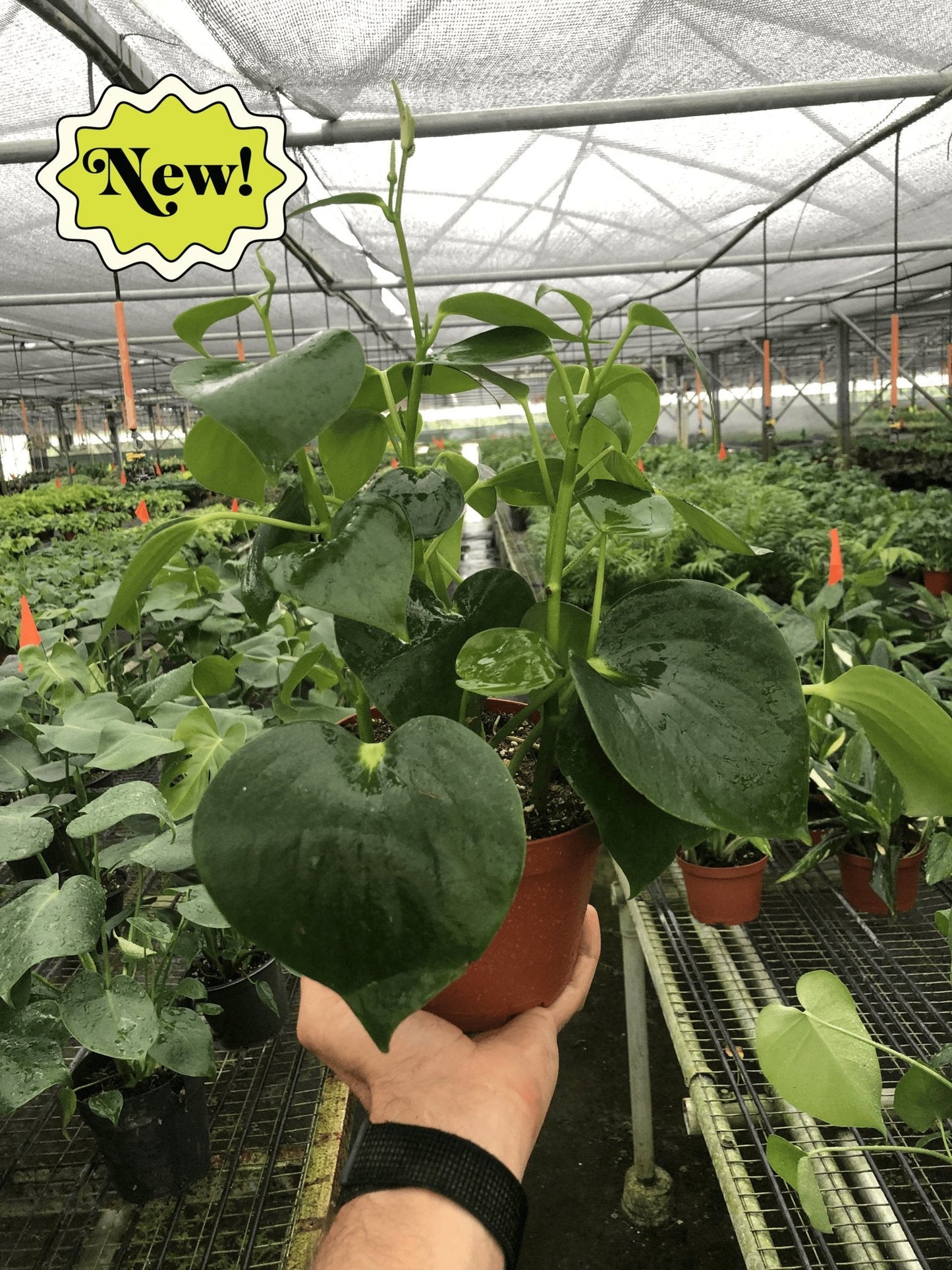 Peperomia 'Raindrop' Indoor Plant - Mental Houseplants™