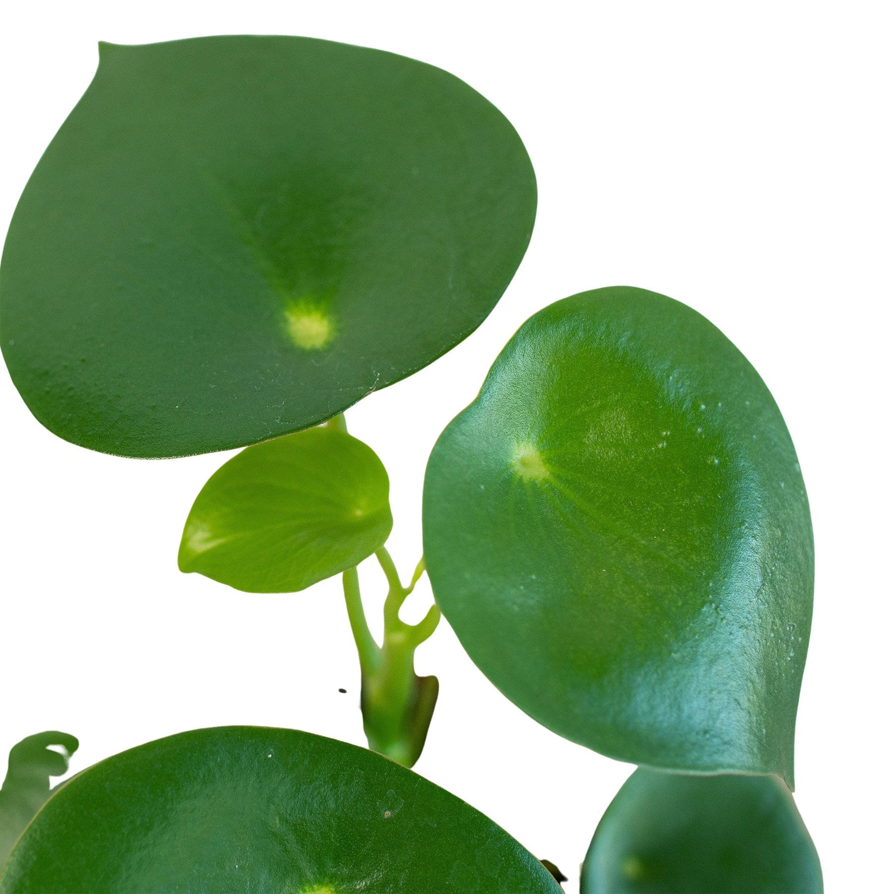 Peperomia 'Raindrop' Indoor Plant - Mental Houseplants™