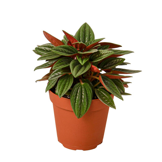 Peperomia 'Rosso' Indoor Plant - Mental Houseplants™