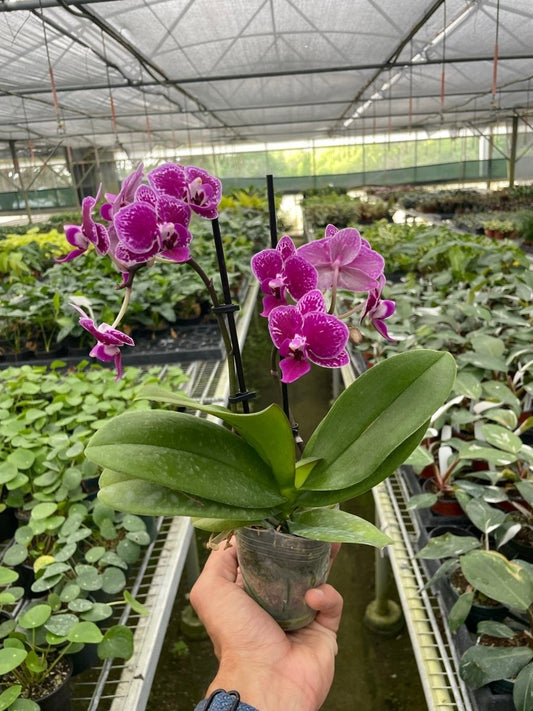 Phalaenopsis 'Purple Spotted Orchid' Indoor Plant - Mental Houseplants™