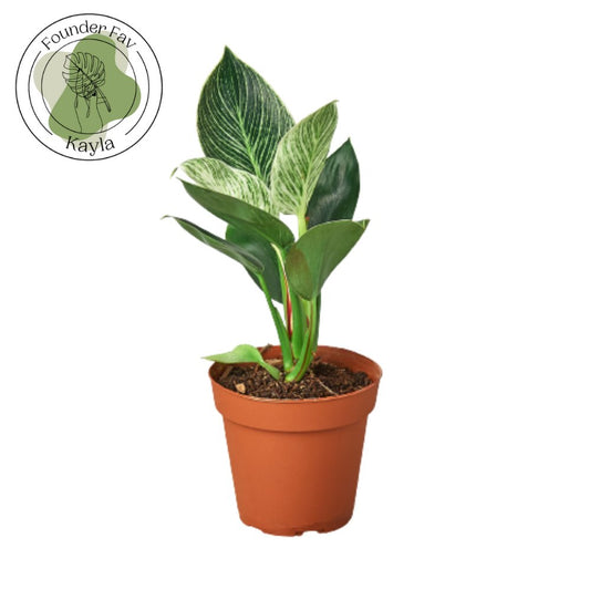 Philodendron 'Birkin' Indoor Plant - Mental Houseplants™
